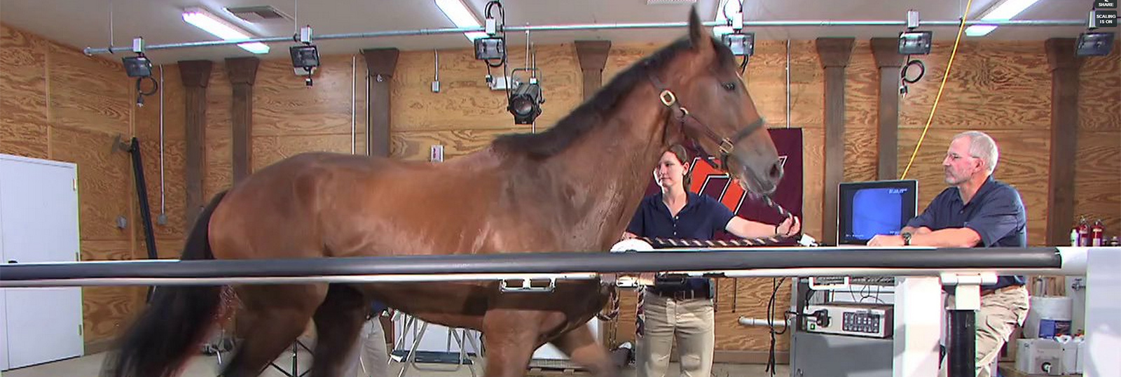 horse on a treadmill shirt